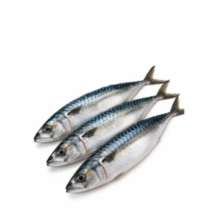 Mackerel