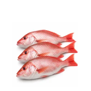 Red Snapper