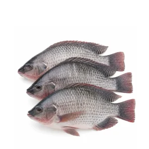 Fresh Tilapia