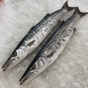 Barracuda