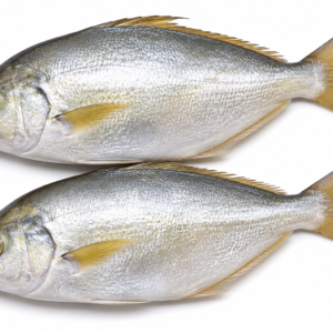 Butter Fish
