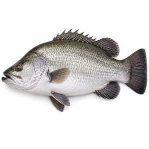 nile perch