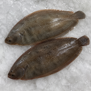 amans_ocean_sole_fish