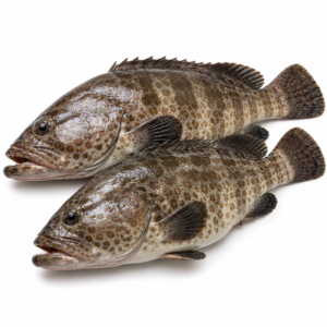 grouper